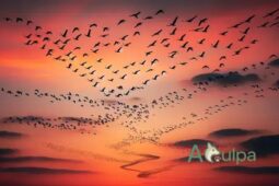 O voo das aves migratórias